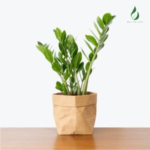 Cây kim tiền trong nhà