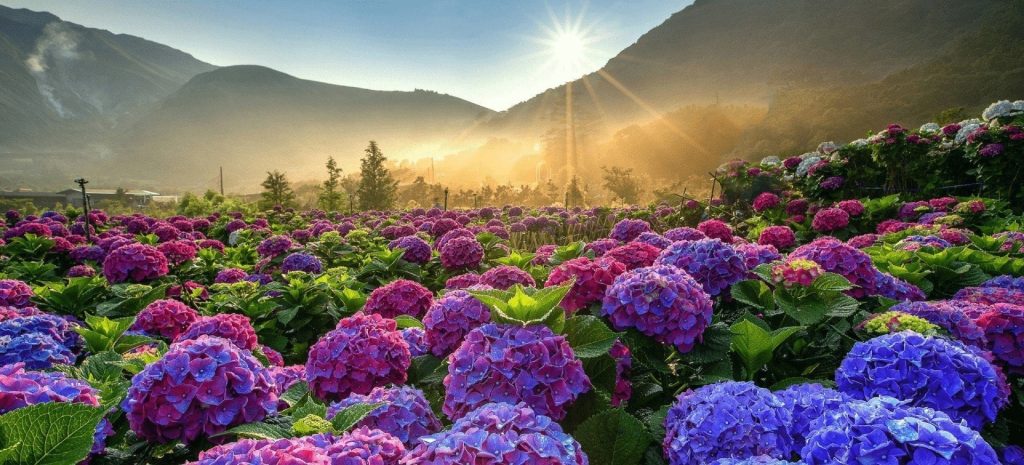 hoa cẩm tú cầu