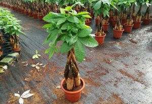 Tại sao cây kim ngân được xem là kho báu trong nhà bạn